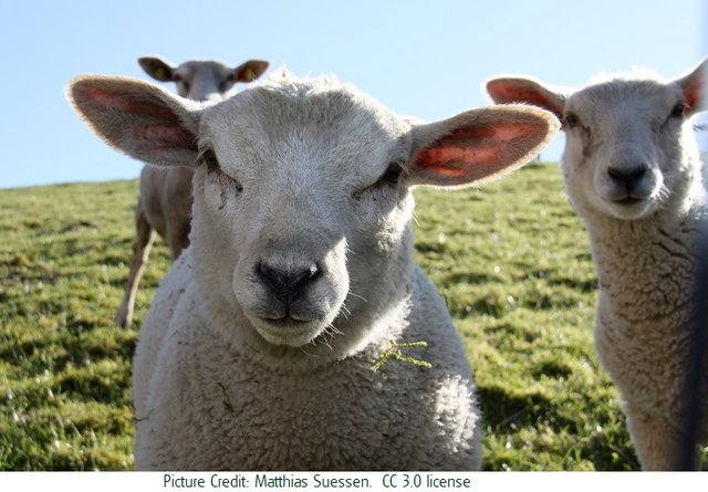 sheep Matthias2 Süßen 3.0.jpg