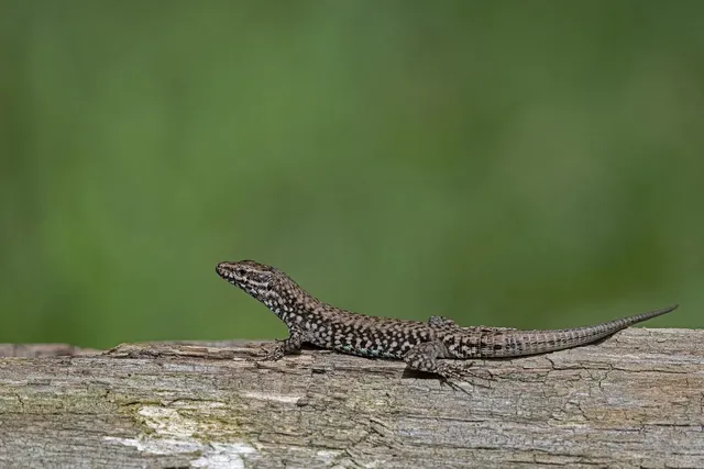 common-wall-lizard-8982894_1280.webp