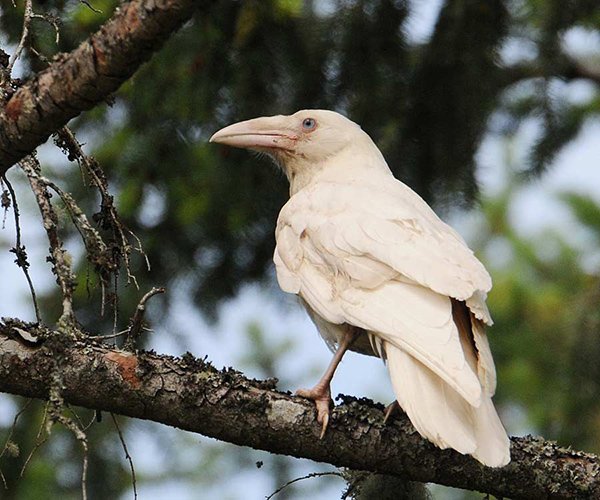 White-Raven-by-Mike-Yip_Web.jpg