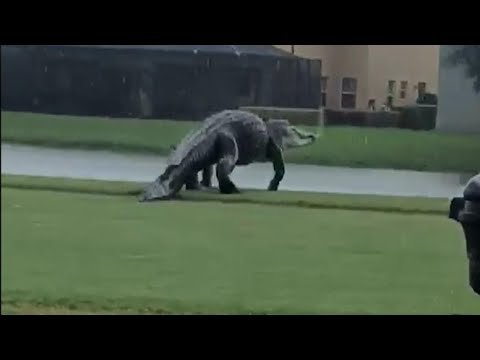 Massive-Alligator-on-Florida-Golf-Course-Looks-Like-Godzilla.jpg