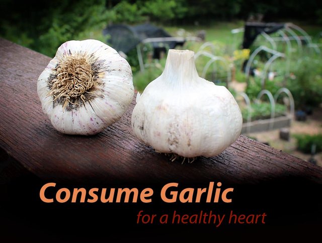 garlic_medicinal4.jpg