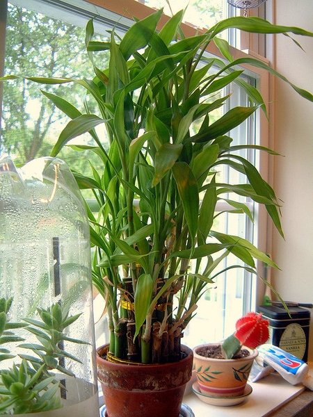 Dracaena-sanderiana--cthoyes--CC-BY-NC-ND.jpg