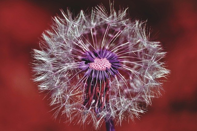 dandelion-4214872_640.jpg