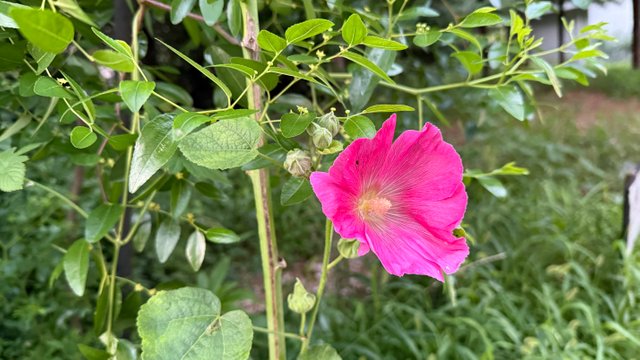 IMG_2341.jpeg