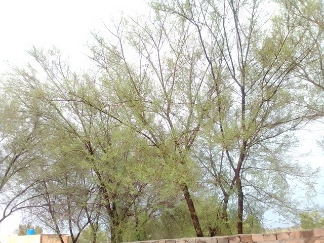 IMG_20240712_123019.jpg