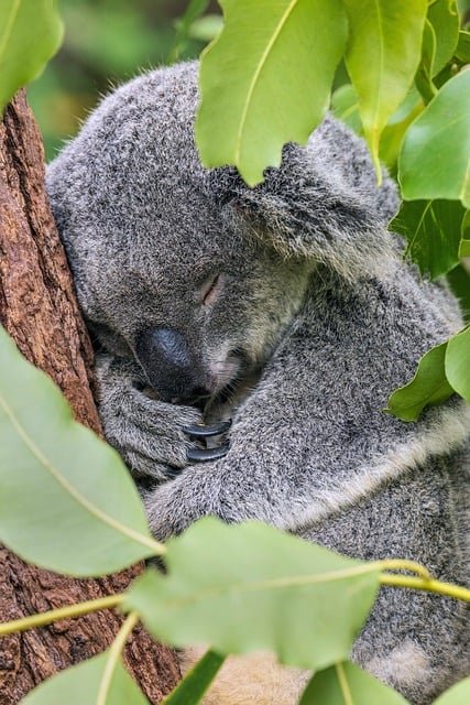 koala-8874351_640.jpg