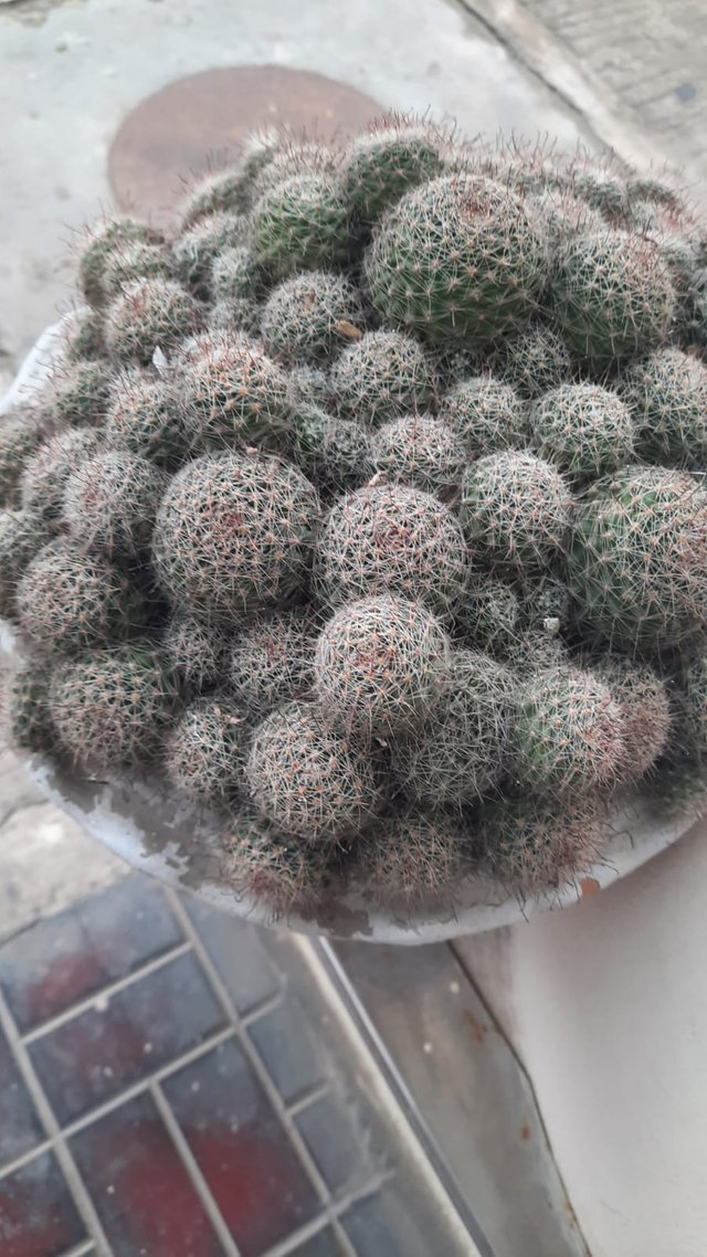 cactus 2.jpeg