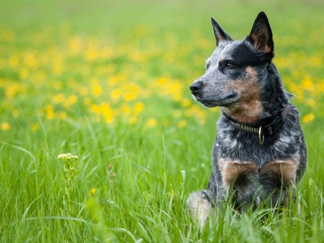 australian-cattle-dog-760x570.jpg