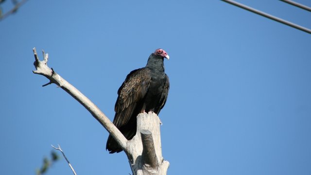vulture06.JPG