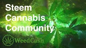 steem cannabis comm.jfif