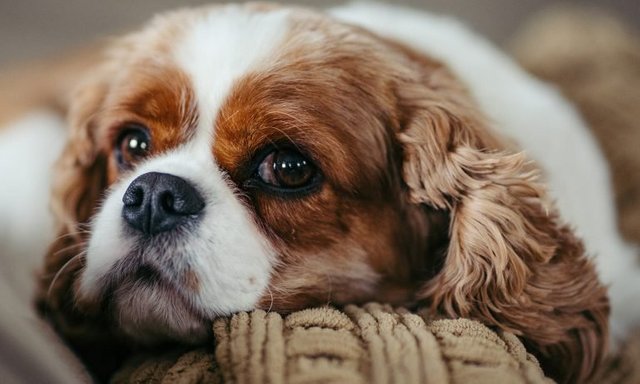 king-charles-spaniel-resting-head-768.jpg