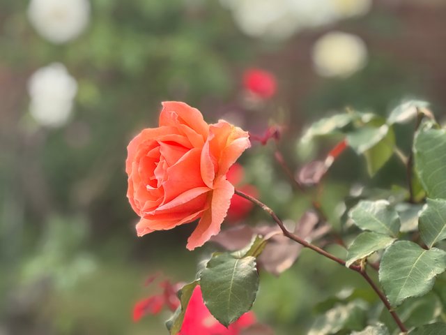 IMG_8457.jpeg
