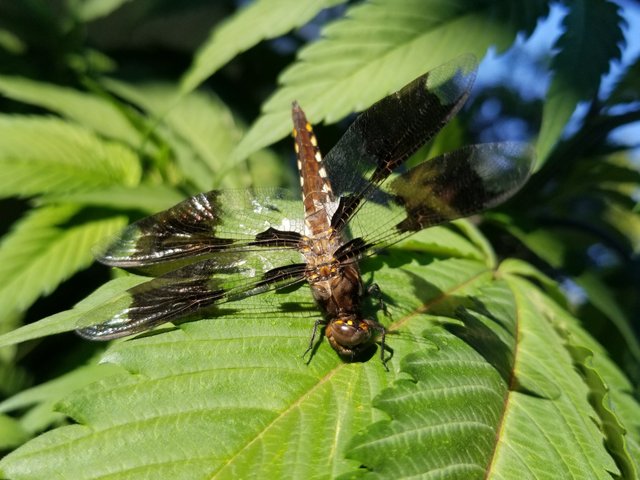 dragonfly on BCD.jpg