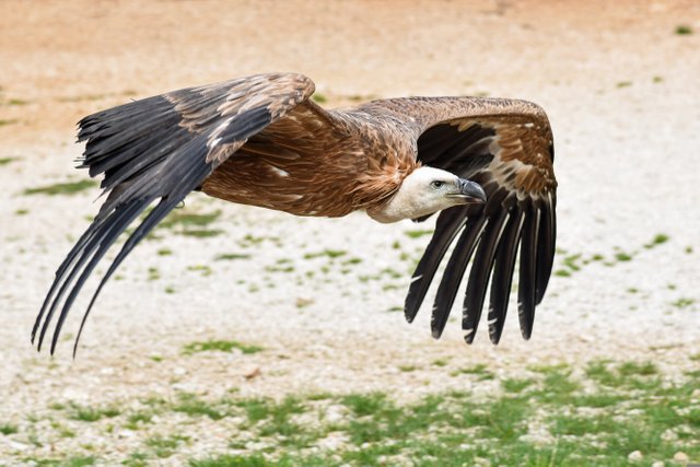 vulture-2785815.jpg