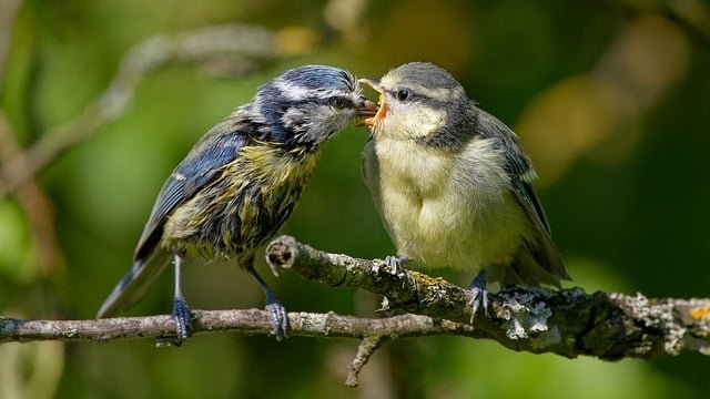 blue-tit-8041988_640.jpg