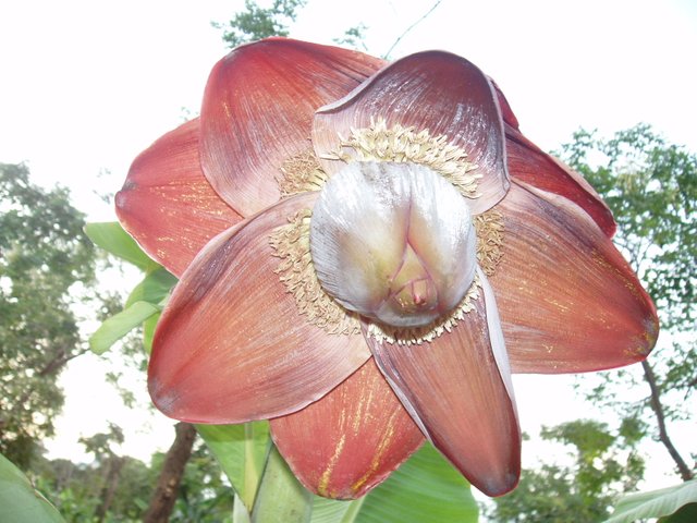 Queen Sirikit Park banana flower