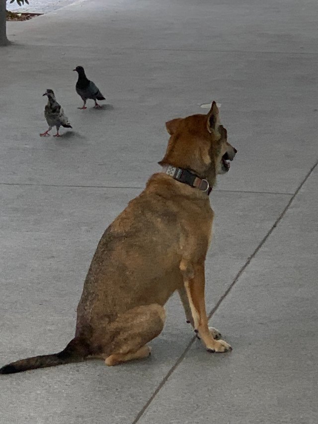 stray dog2.jpg