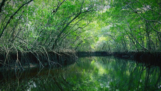 p-5543067435001-brightcove-spotlight-on-the-everglades-florida-20170825-054859.jpg