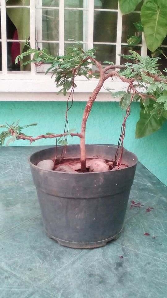 Bonsai 201 amarre.jpg