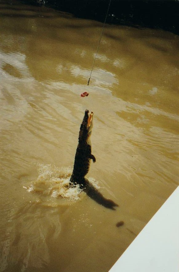 199911 Saltwater Crocodile 2.jpg