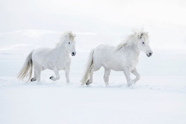 animal-photography-icelandic-horses-in-the-realm-of-legends-drew-doggett-25-5b5afbff3a5ee__880.jpg