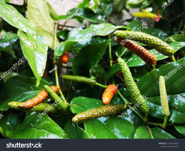 LONGPEPPER2.jpg