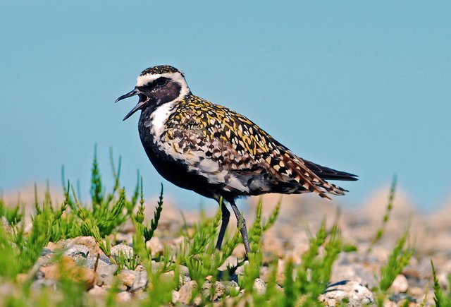 Pluvialis_fulva_-Bering_Land_Bridge_National_Preserve,_Alaska,_USA-8.jpg