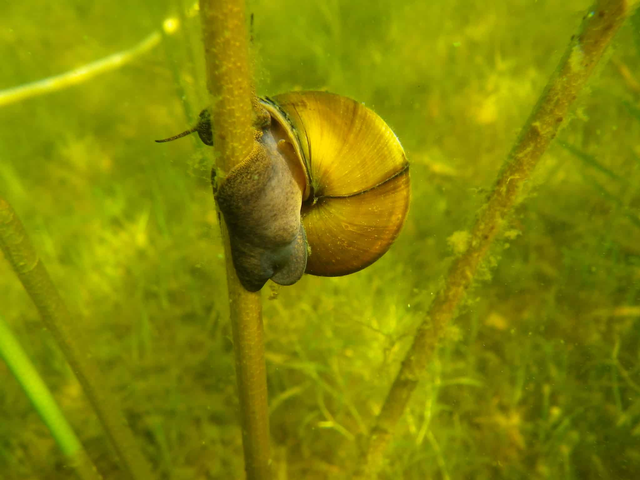 Chinese Mystery Snail