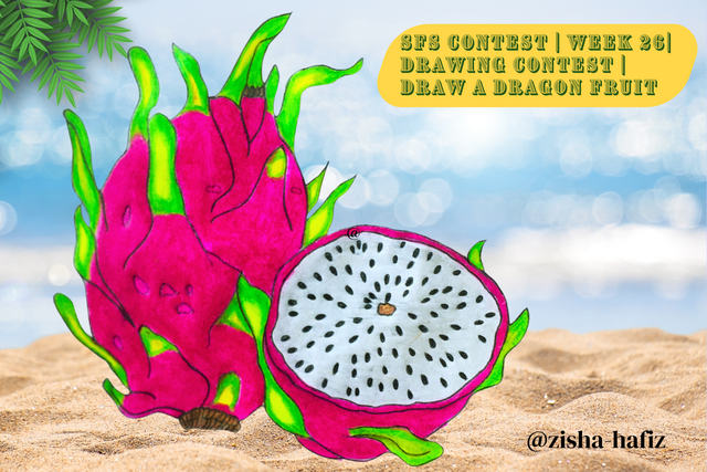 SFS Contest  Week 26 Drawing Contest  Draw A Dragon Fruit by @zisha-hafiz.png