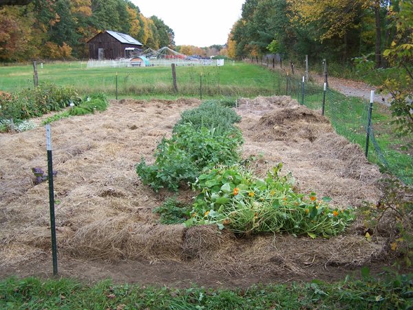 Big garden - 1-3 finished crop October 2019.jpg