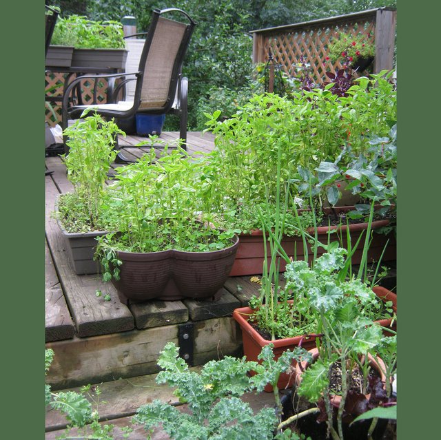 looking up at kale and basil plus other pots on the deck.JPG