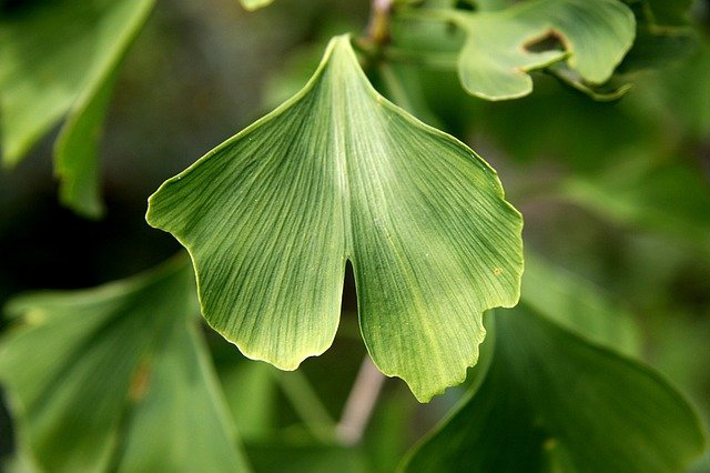 gingko-1523580_640.jpg