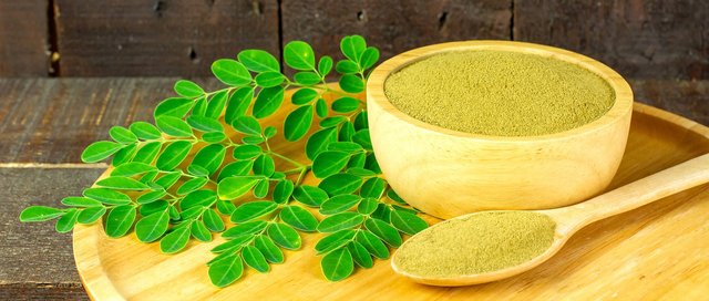 moringa 232.jpg