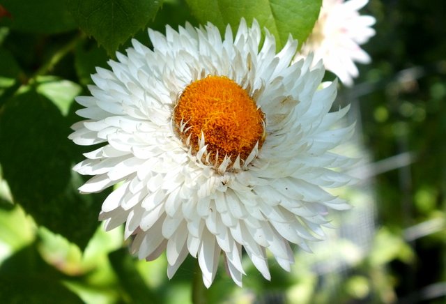 x393-WhiteStrawflower.JPG