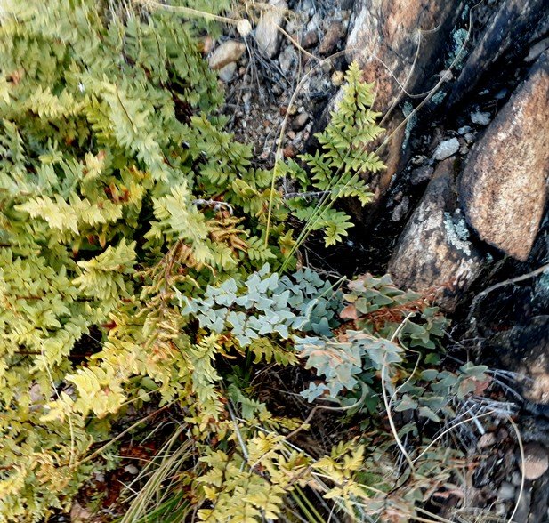 ferns.jpg