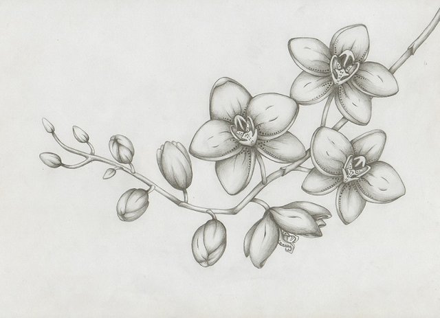 Orchid Drawing Photo  Drawing Skill