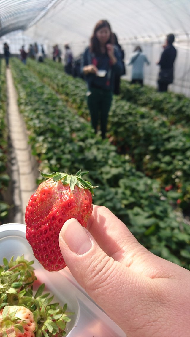 strawberry-picking-2699320_1920.jpg