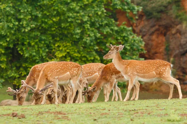 group-fallow-deer-grazing_463209-87.webp