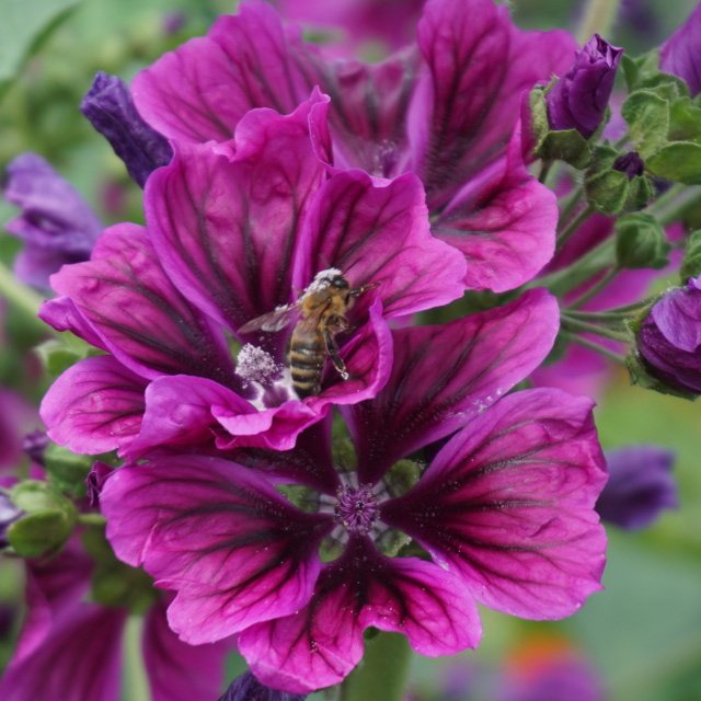 009_Bee_collects_pollen_from_mallow_flowers.jpg