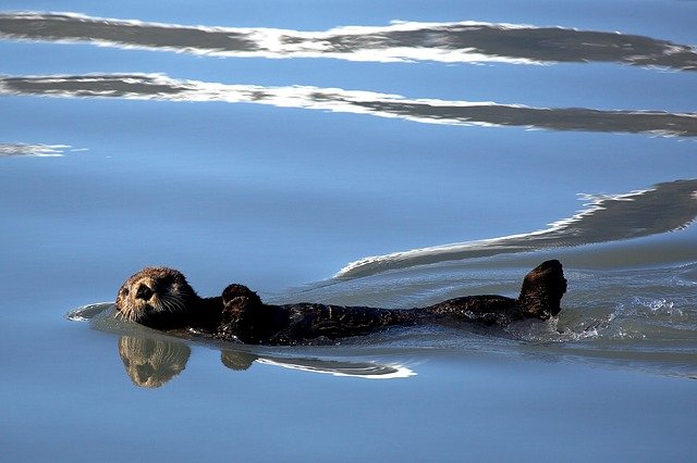 sea-otter-1405970_640.jpg