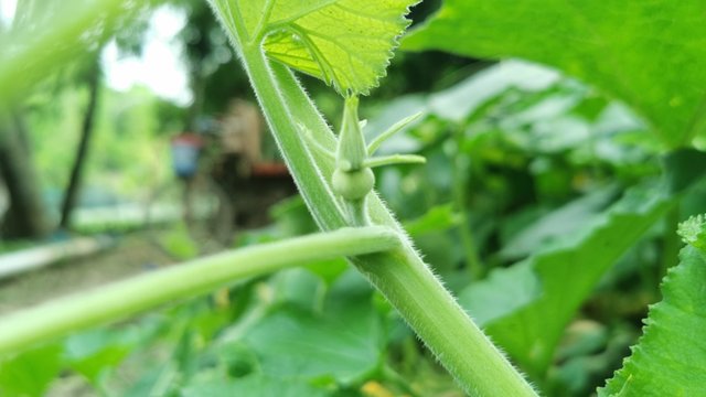 IMG_20240901_082750.jpg