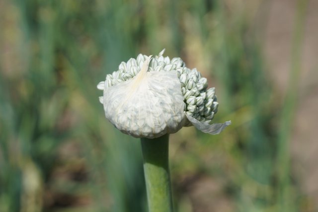 Onion inflorescences