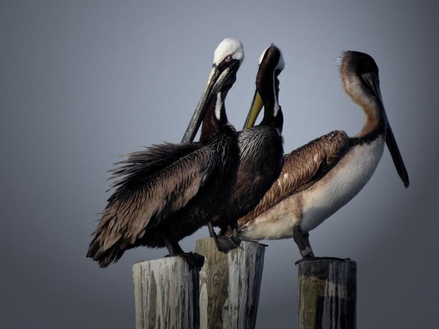 pelicans11FINAL_1.jpg