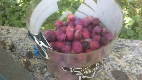 wild-cherries-2-sm.png