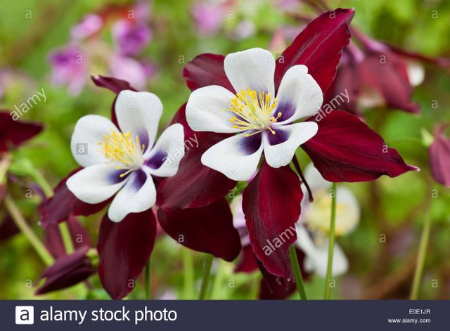 europaische-akelei-aquilegia-vulgaris-louisiana-omas-motorhaube-fruhlingsblume-april-rote-weisse-bluten-bluten-blumen-nahaufnahme-e0e1jr.jpg