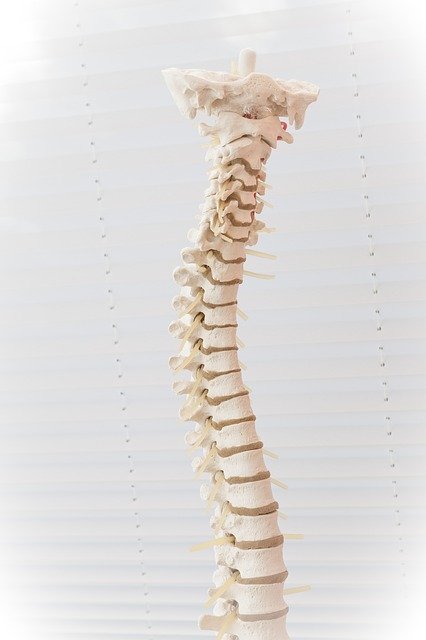 spine-2539697_640.jpg