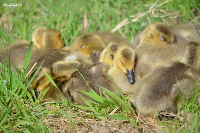 sleeping goslings.jpg