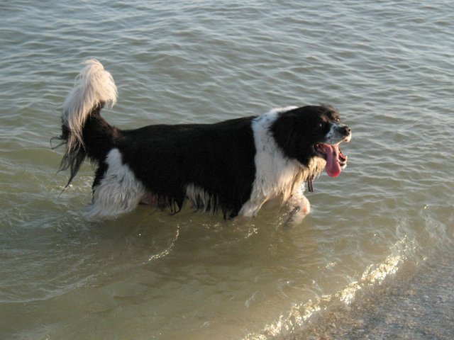 20090910 Sprinkles at Dog Beach, Ft DeSoto 015.jpg