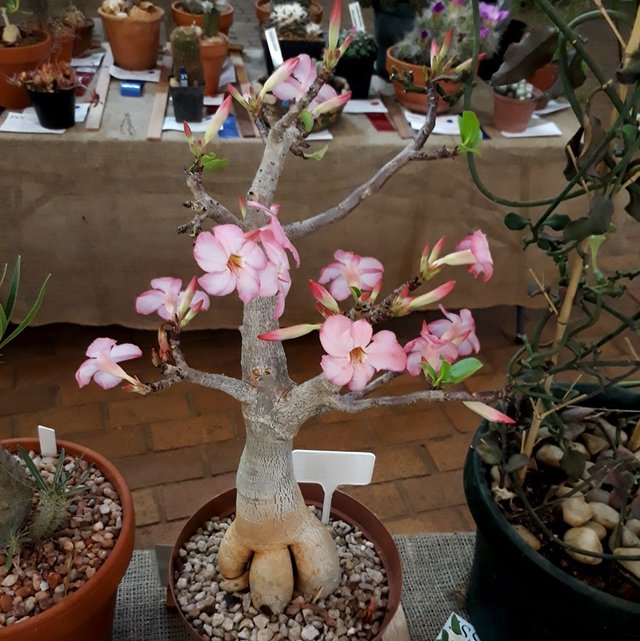 adenium arabicum.jpg