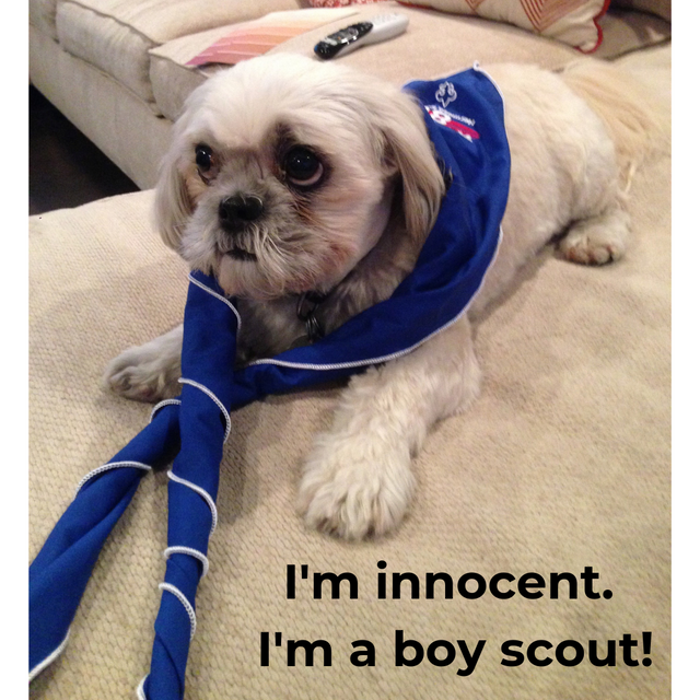 I'm innocent. I'm a boy scout!.png